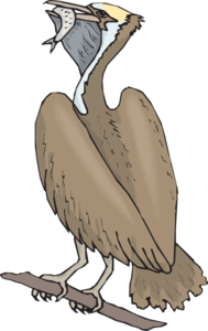 Pelican Eating A Fish Clip Art